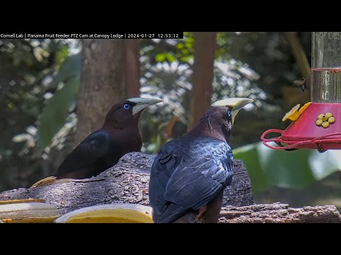 Pair of Chestnut-headed Oropendolas            12 52 36 1 27 24