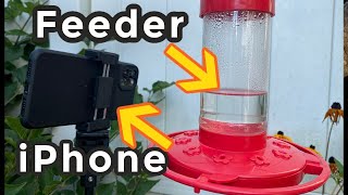 I put my iPhone next to a hummingbird feeder and hit RECORD - (Here's what happened) No filters/lens