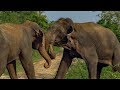 Male Elephants Fight For Dominance BBC Earth