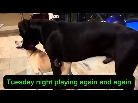 La señorita Halima jugando una y otra vez