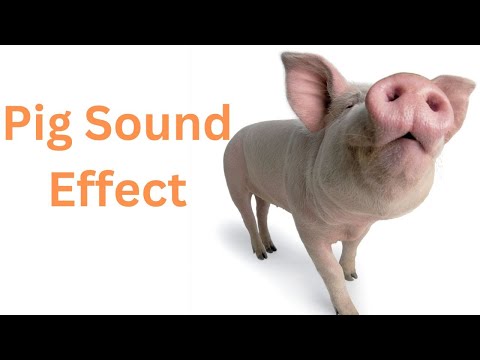 Pig Sound Ouk Ouk Ouk Ouk Ouk,  Pig Sound Effect