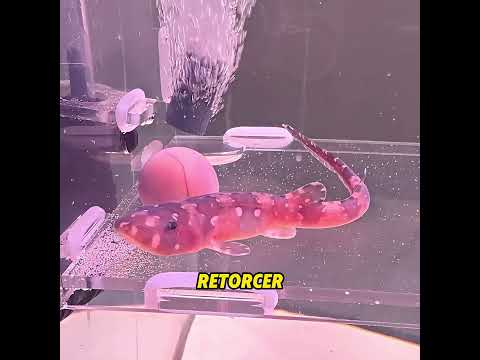Este hombre salvó a un tiburón#shark  #funny #funnyvideo