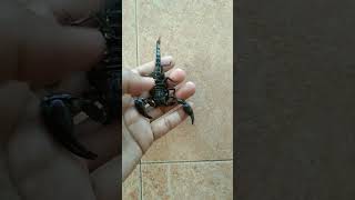 Download lagu A scorpion spp., in Malaysia. (Spesies kala jengking berhampiran Taman Negara Pahang, Kuala Tahan). mp3