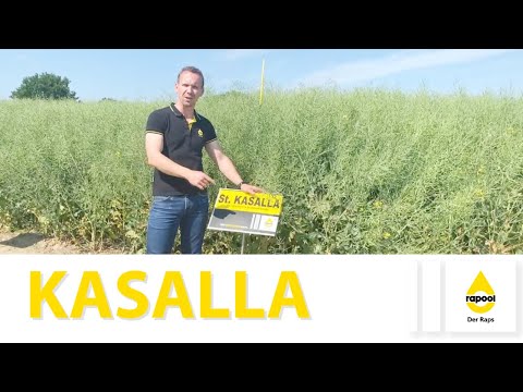 RAPOOL variety presentation KASALLA
