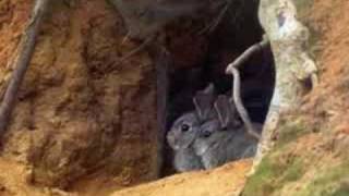 La Madriguera - Los delinqüentes