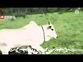 Jallikattu Mass WhatsApp Status Tamil Jallikattu Mass Dialogue Status Tamil Jallikattu Mass