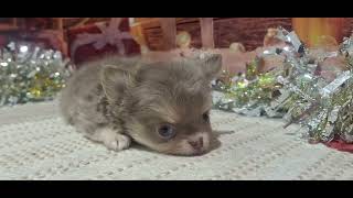 チワワ(ロング)の動画01