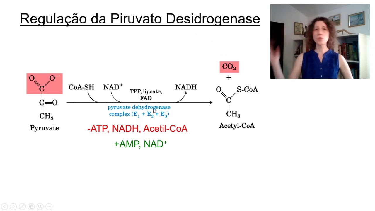 Ciclo do Ácido Cítrico, Ciclo dos Ácidos Tricarboxílicos, Ciclo de Krebs