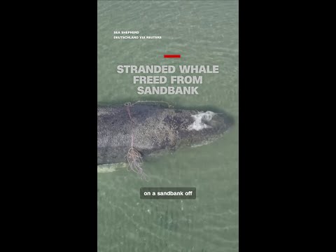 Stranded whale freed from sandbank