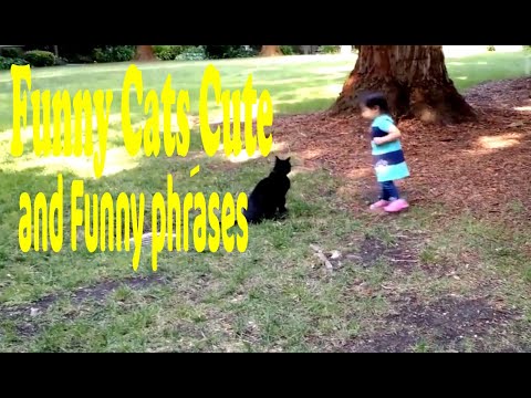 Funny Catsِ Cute and Funny phrases
