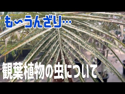 園芸 老人のひげ、クモユキノシタ、ストロニフェラスユキノシタ