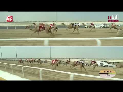 ش 7 (عروق) لـ هجن الشحانية 12:18:04 ، مهرجان ختامي الشحانية 2026/04/28 حول