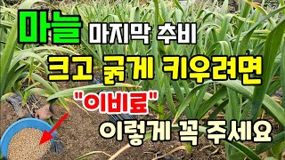마늘 마지막 추비 웃거름 크고 굵게 키우려면 두가지 해줘야 마늘이 커져요 #마늘농사 #마늘웃거름
