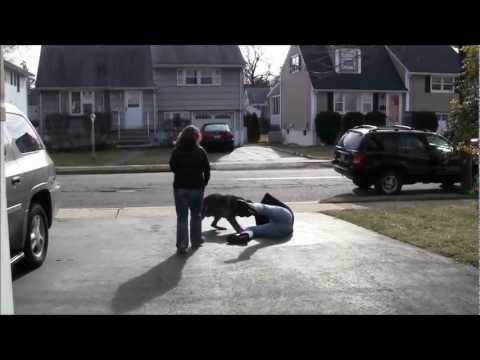 Garden attack! (CrossTrainedK9 Dog protects owner)