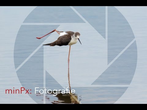 Fotografie: Serienbilder von Wildlife Vögel