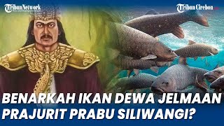 Download lagu Ikan Dewa Jelmaan Prajurit Prabu Siliwangi Mati Massal di Cibulan, Manajemen Ungkap Begini mp3
