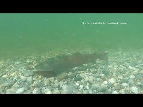 Naturspektakel - der Huchen, die größte Forellenart, sorgt in der Isar mitten in München für Nac