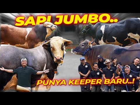 PENENTUAN KEEPER SAPI-SAPI DEHAKIMS ❗❗ JANOKO ~ NICKI ~ BOMBER ~ CONDROSIMO