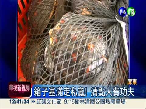 走私誆捕魚! 海巡破走私保育龜