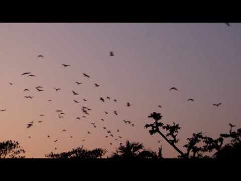 হাজার হাজার পাখির কিচিমিচির শব্দে মুখরিত সোনাইমুড়ির সাত্রা গ্রামের পাখি বাড়ি | ETV News