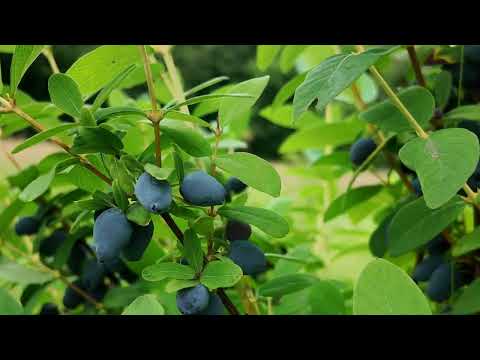 Observation d’un nid naturel