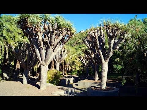 Jardim Botânico Canário Viera y Clavijo - Gran Canaria (Las Palmas).