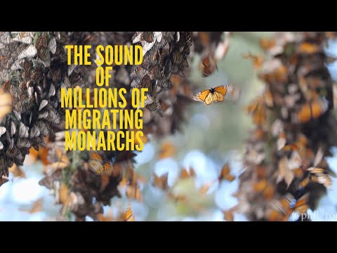The SOUND of Millions of Monarch Butterflies!