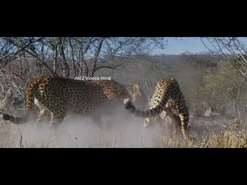 Africa's big cats|4K #dkvideos