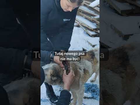 Skazana na mróz starsza sunia żyła na łańcuchu i spała pod traktorem. Już jest bezpieczna!