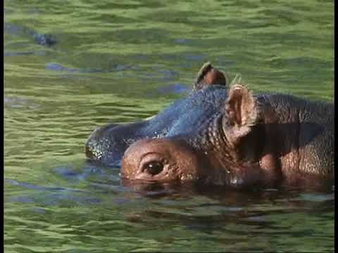 Seed Dispersal By Water