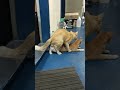 Kucing Kawin Pertama Kali