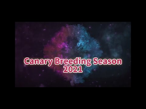 Canary Breeding Season 2021 (Part 1)