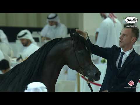 UAE National Championship 2021  Class 11