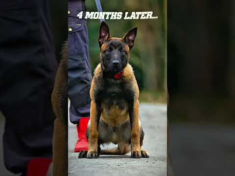 The pure joy on kids’ faces while playing with K9 dogs #dog #malinois #k9 #dogtraining