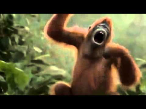 FUNNY MONKEY