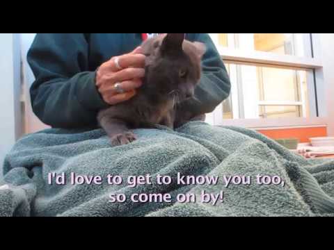 Mishka, 9-year old spayed female cat with a short, gray coat