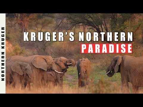 Photographing Kruger's Empty Northern Paradise in my Landrover