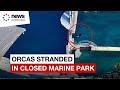 Abandoned Orcas Left In Algae Infested Pools