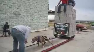 Exhiben a Pitbull ‘jalando’ bloques y personas; ¿maltrato o entrenamie