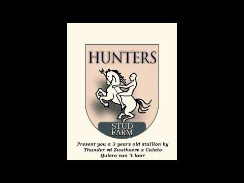 Quiero van ‘t Laar, 3 years old stallion (thunder vd zuuthoeve x Calato)