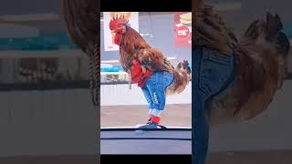 Download lagu ayam jago pakai celana lucu #shortvideo mp3