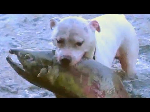 Watch These Dogs Catch Huge Salmon!