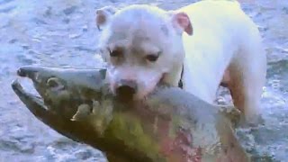 Dogs catch huge salmon Dogs Take to Fishing Like Ducks to Water