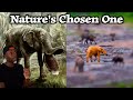 How Nature Accidentally Created The Perfect Animal