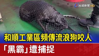 和順工業區頻傳流浪狗咬人 「黑霸」遭捕捉