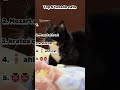 Top 5 Tuxedo Cats ‍ ️ Cats Funny Tuxedocat