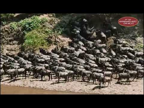 The great Migration 2024: Mara River Crossing