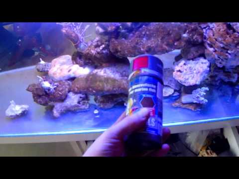 Zakładanie akwarium morskiego 81 Pierwsi Goście