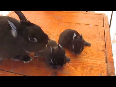 Iepurasi pitici cu mama lor