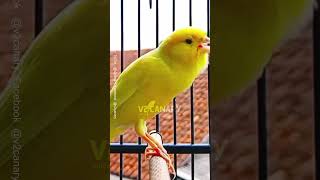 Download lagu Canary Gacor isian mewah full durasi Panjang mp3 Download lagu Canary Gacor isian mewah full durasi Panjang mp3